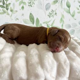 Briar (yellow) - Red  male Goldendoodle puppy in Apopka, Florida from The Classic Doodle