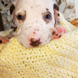 Dalmatian and Poodle Puppies from Reeves Family Standards