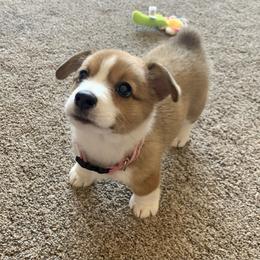 Pembroke Welsh Corgi Puppies from Nunas Corgis