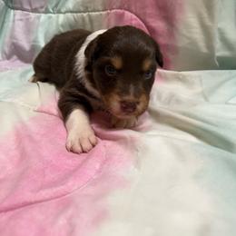 Red boy - Red tri-color male Australian Shepherd puppy in Wittmann, Arizona from Wranglin Farms