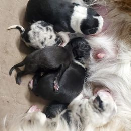 Border Collie Puppies from D8 Ranch Border Collies