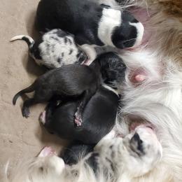 Border Collie Puppies from D8 Ranch Border Collies