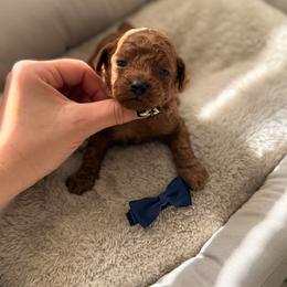 Arrow - Red  male Poodle puppy in Miami, Florida from Sakura Poodles