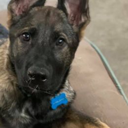 German Shepherds from Selkirk Shepherds