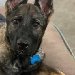 German Shepherds from Selkirk Shepherds