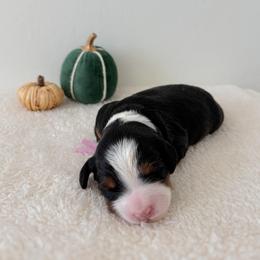 Leota - Tri-color female Bernedoodle puppy in Apache Junction, Arizona from Coffey House Doodles