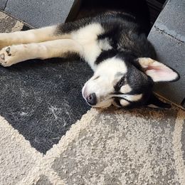 Siberian Husky Puppies from Huffman's Husky House