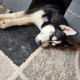 Siberian Husky Puppies from Huffman's Husky House