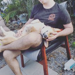 Pembroke Welsh Corgi Puppies from Milton Corgis