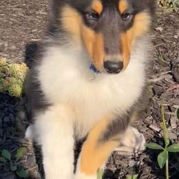 Collies from J Lynn Collies