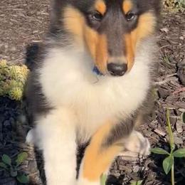 Collies from J Lynn Collies