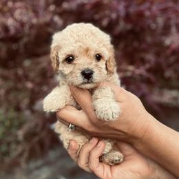 Birdie - Apricot female Cavapoo puppy in Strasburg, Pennsylvania from Still Water Puppies