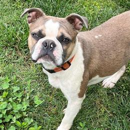 Doc - Boston Terrier