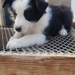 Bump in the Night - Black and white male Border Collie puppy in Caledonia, Michigan from Magnolia Acres