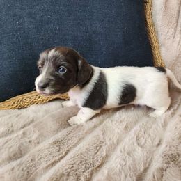 Merle (blue and tan) - Piebald Dachshund puppy in Lindsay, California from Lazy K&M Dachshunds