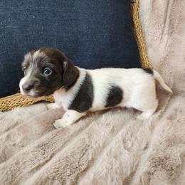 Merle (blue and tan) - Piebald Dachshund puppy in Lindsay, California from Lazy K&M Dachshunds