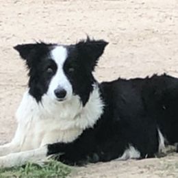 Dixie - Border Collie