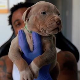 American Bully Puppies from EastSideMarky