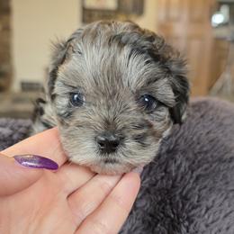 Casanova - Merle male Shihpoo puppy in Delphos, Ohio from Route 66 Poodles & Doodles, Sapphire Shih-tzu's of Ohio
