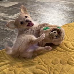 Butter - Gold female Chihuahua puppy in Summerfield, Florida from Uey’s Chihuahuas