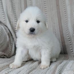 Girl 1 Blue - White female Great Pyrenees puppy in Yakima, Washington from Naches Heights Ranch