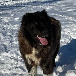Fidjy - Caucasian Shepherd Dog