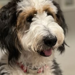 Lucy - Bernedoodle