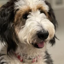 Lucy - Bernedoodle