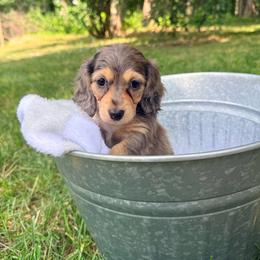 Coral - Dapple female Dachshund puppy in Crossville, Tennessee from Golden Mini Farm