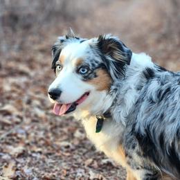 Kalina - Miniature Australian Shepherd