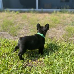 French Bulldog Puppies from Diamond Shores French Bulldogs
