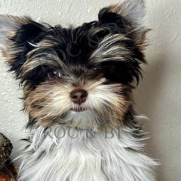 Malachi - Chocolate tan and white male Biewer Terrier puppy in Oklahoma from Rocky Oak Cavaliers & Biewer Terriers LLC