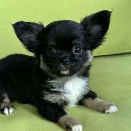 Ainsley - Black and tan female Chihuahua puppy in Lake George, New York from Moonhill Chihuahuas