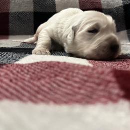 Luna -G2 - Light golden female Golden Retriever puppy in Holly, Michigan from Nina's Golden hour