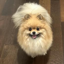 Adora - Pomeranian