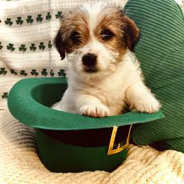 Fuchsia - White and tan female Russell Terrier puppy in Burns, Tennessee from Terrier Town of Tennessee