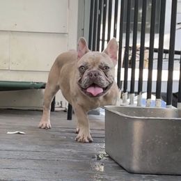 Wilber - Fawn male French Bulldog puppy in Davenport, Iowa from QC Finest Frenchies & Brussels
