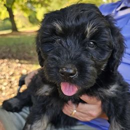 Violet - female Australian Mountain Doodle puppy in Kimball, Michigan from Perfect Companion Puppies