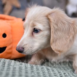 Evie (Light Pink) - Cream Dachshund puppy in Visalia, California from Paradachs Kennels