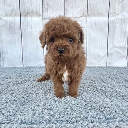 Nugget (AKC) - Red  male Poodle puppy in Riverside, California from Red Toy Poodle World