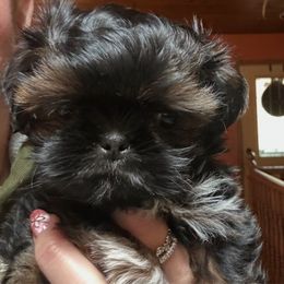 Tater Tot - Sable male Shih Tzu puppy in Nekoosa, Wisconsin from Brox Acres House of Fur LLC
