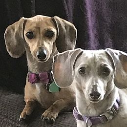 Dachshunds from Peggy Scearce's Dachshunds