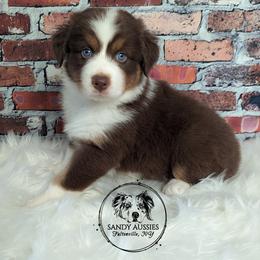 Pumpkin - Red tri-color Australian Shepherd puppy in Fultonville, New York from Sandy Aussies & Pomeranians