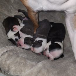 Companion Cross and French Bulldog Puppies from Legends Frenchton's, French Bulldogs & French Bullhuahua's