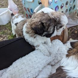Shih Tzu Puppies from We Shih Tzu Not!