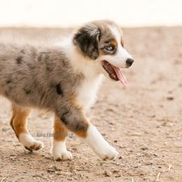 Aussiedoodle and Miniature American Shepherd Puppies from King Family Ranch