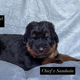Purple female - Black and rust female Beauceron puppy in Waynesville, Missouri from RiverStyx Beaucerons