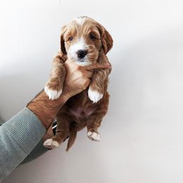 Australian Labradoodle Puppies from HoneyPeaks Australian Labradoodles