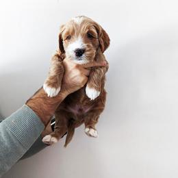 Australian Labradoodle Puppies from HoneyPeaks Australian Labradoodles