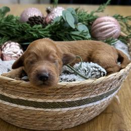 Pigpen (Teal Collar) - Red  male Goldendoodle puppy in Bay City, Texas from Charming Doods